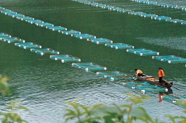 蕪湖魚塘養殖